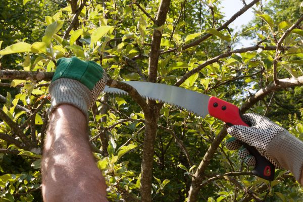 Apple Tree Trimming in Eau Claire